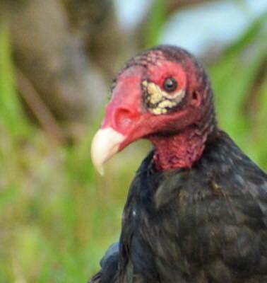 Turkey Vulture  Photograph by Sumoflam Photography