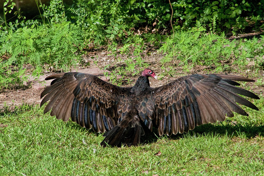 Turkey Vulture Sunning His Wings Photograph by Kathy Clark