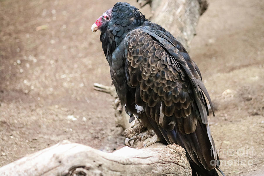 Turkey Vulture Photograph by Suzanne Luft