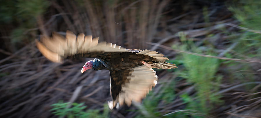 Turkey Vulture takes flight Photograph by Matthew Lit