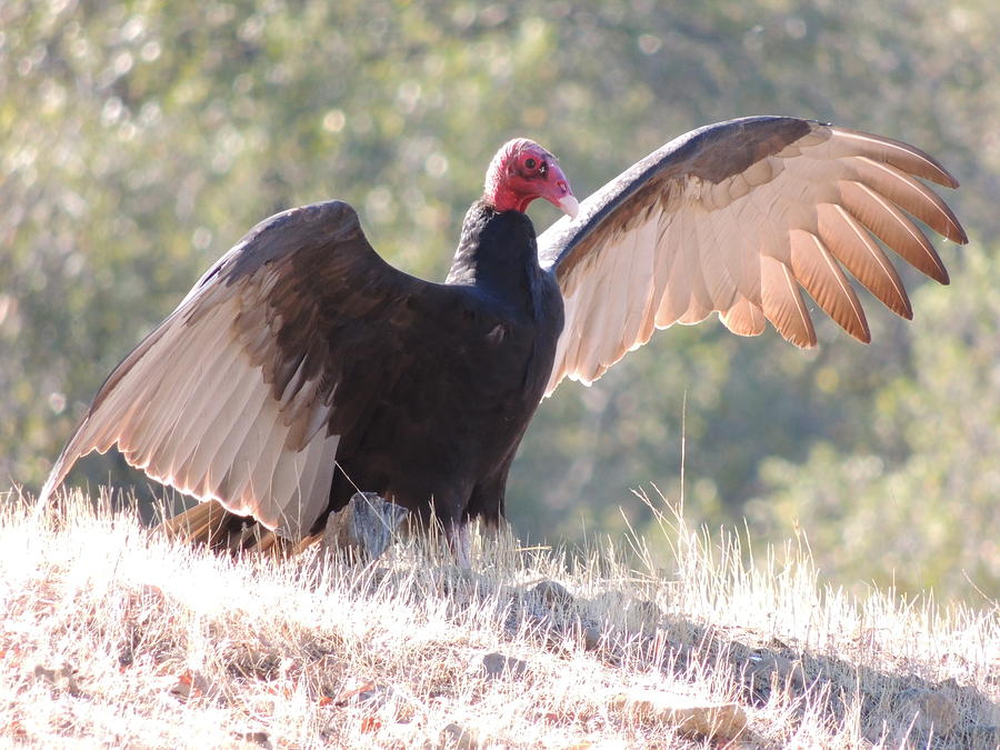 Turkey Vulture Photograph by Traci Hallstrom - Fine Art America