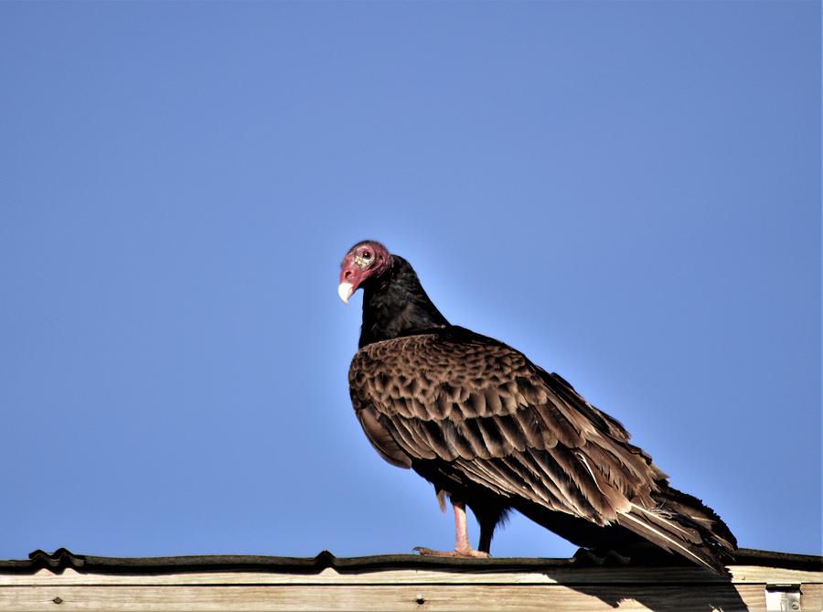 Turkey Vulture Photograph by Warren Thompson