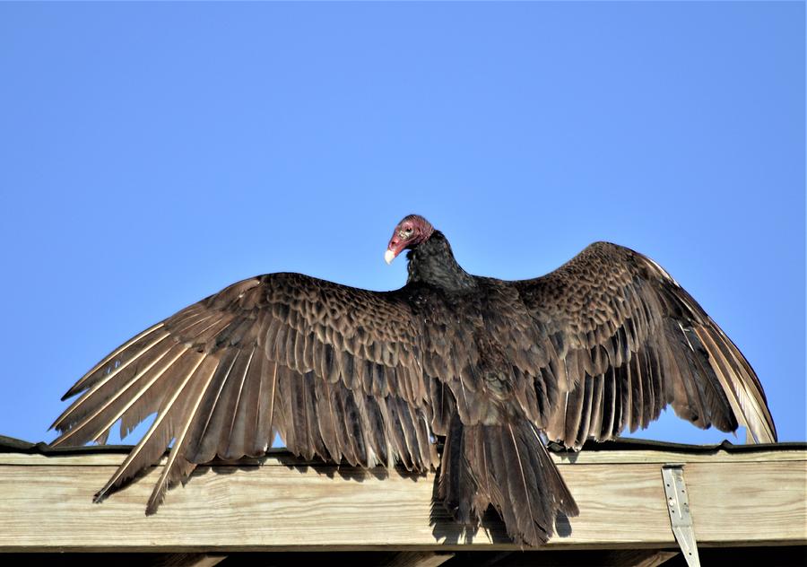 Turkey Vulture Wing Span Photograph by Warren Thompson