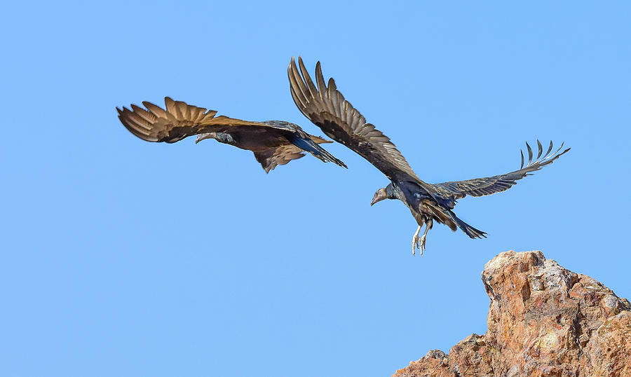 Turkey Photograph - Turkey Vultures 2 by Rick Mosher