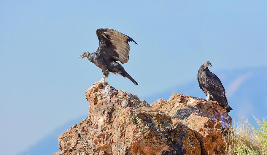 Turkey Photograph - Turkey Vultures 3 by Rick Mosher