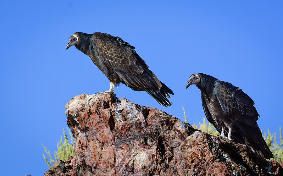 Turkey Photograph - Turkey Vultures 4 by Rick Mosher