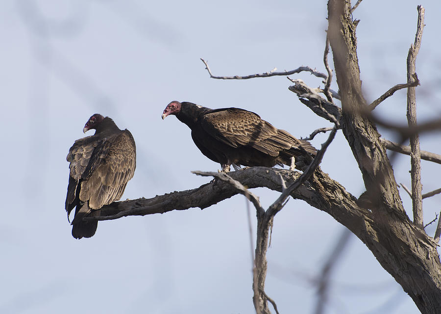 Turkey Vultures Courting Photograph by Paul Ross