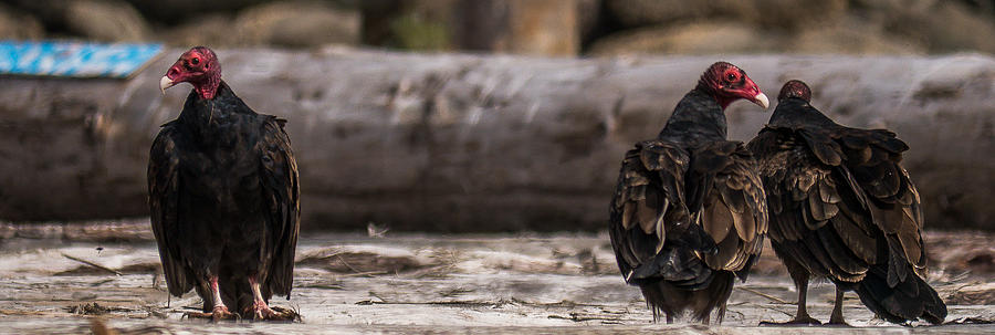 Turkey Vulture Photograph - Turkey Vultures/Log Boom by Will LaVigne