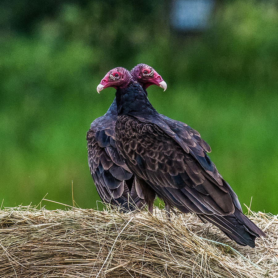 Vulture Photograph - Turkey Vultures by Paul Freidlund