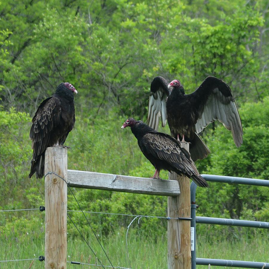 Turkey Vultures Photograph By Philip Ralley Fine Art America