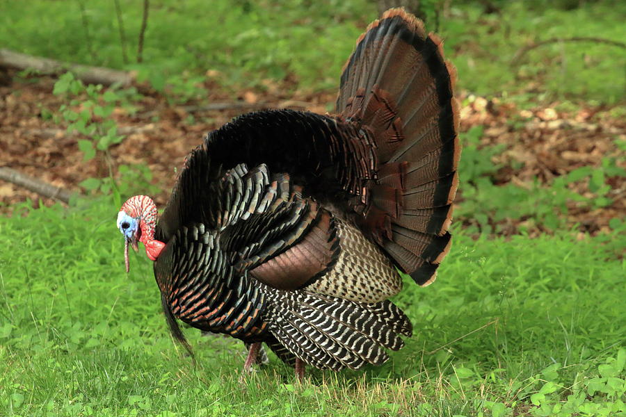 Turkey walk Photograph by Geraldine Scull - Fine Art America