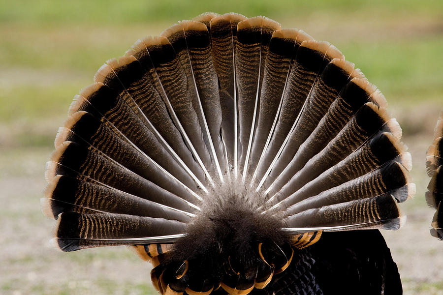 Turkeys Feather Display Photograph by Mark Miller