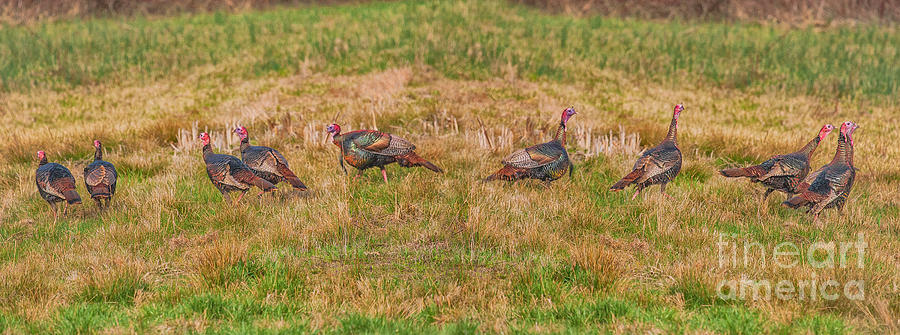 Turkeys in Field Photograph by Randy Steele