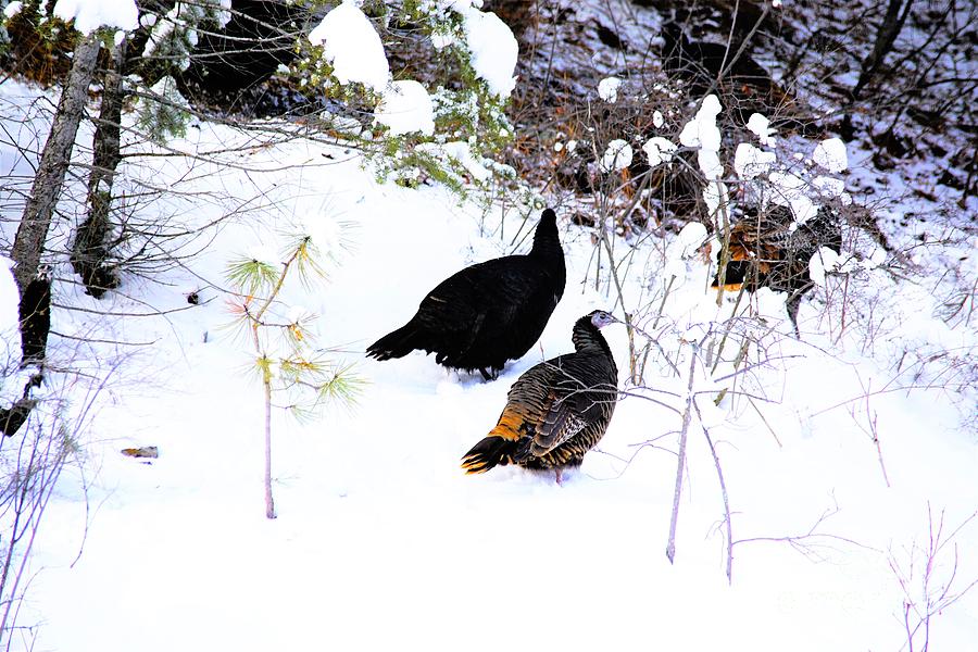 Turkeys in snow Photograph by Merle Grenz