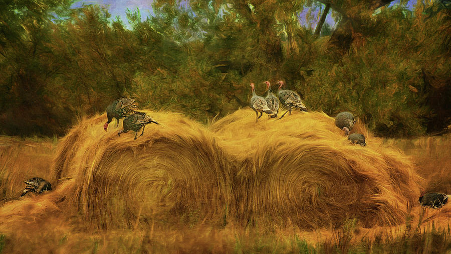 Turkeys in the Straw - 2 Photograph by Nikolyn McDonald