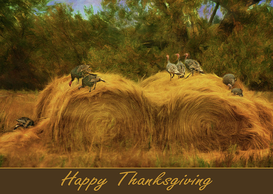 Turkeys in the Straw - Happy Thanksgiving Photograph by Nikolyn McDonald