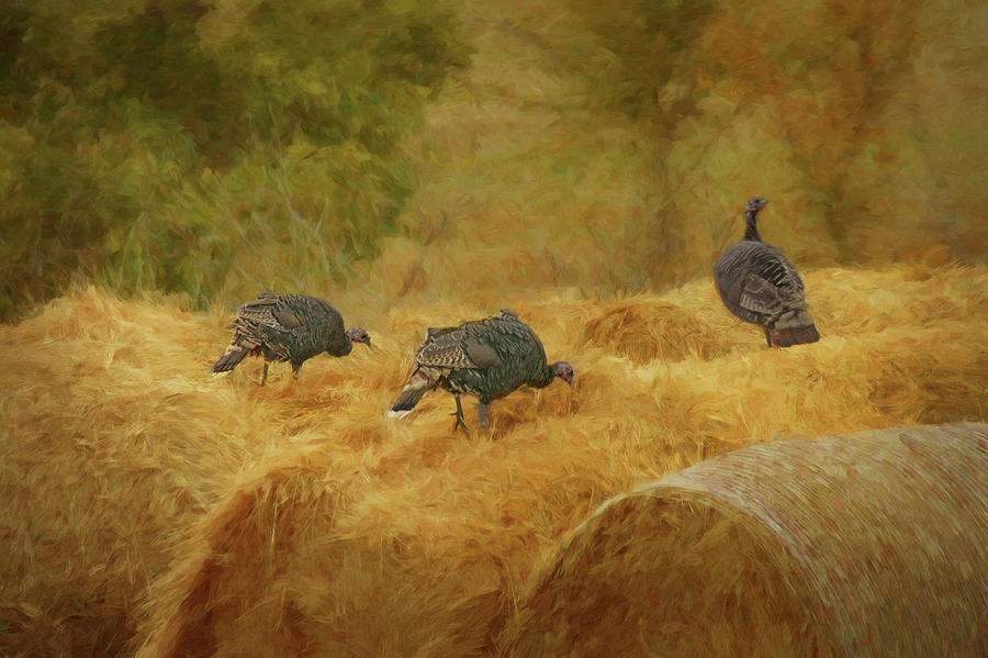 Turkeys in the Straw Photograph by Nikolyn McDonald