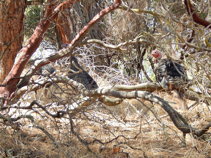 Turkeys In The Straw Photograph by Susan Ince