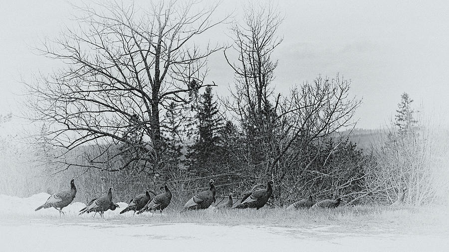 Turkeys On The Hill Photograph by Sue Capuano