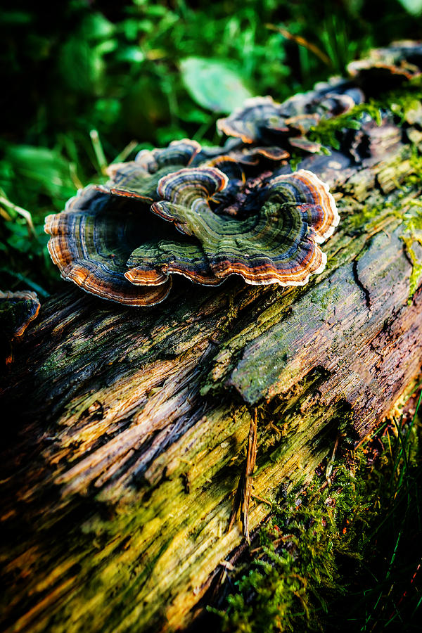 Turkeytail Fungus Photograph by Nick Bywater