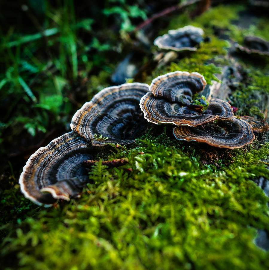 Turkeytail on Moss Photograph by Nick Bywater
