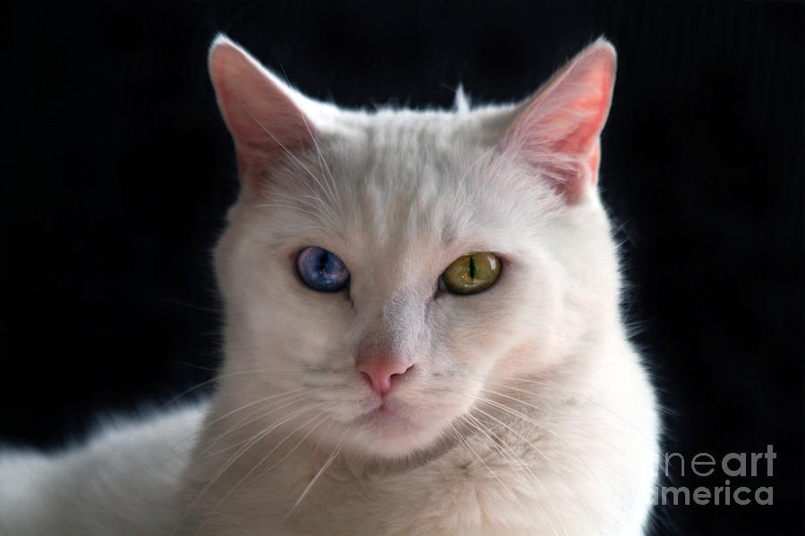 Turkish Angora Cat With Odd Eyes Photograph by Catherine Sherman