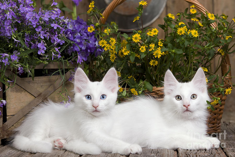 Turkish Angora Kittens Photograph by Jean-Michel Labat
