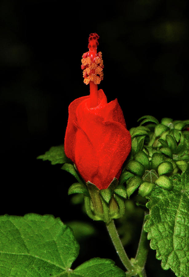 Turks Cap 006 Photograph by George Bostian
