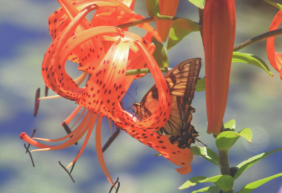 Tiger Lily and Tiger Swallowtail Photograph by John Burk