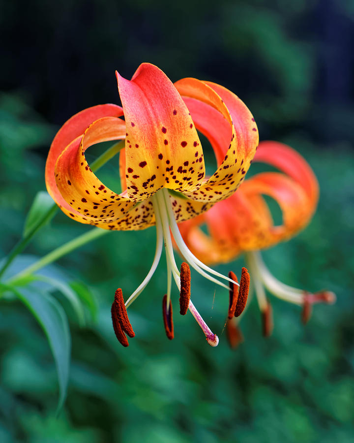 Turks Cap Lily Photograph by David Rowe - Fine Art America