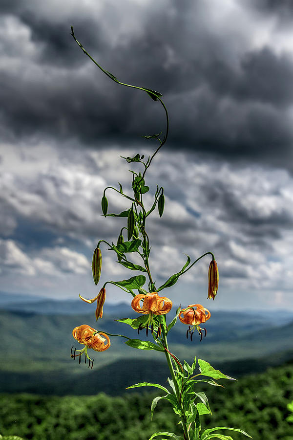 Turks Cap Lily in the Blue Ridge Mountains Photograph by John Haldane
