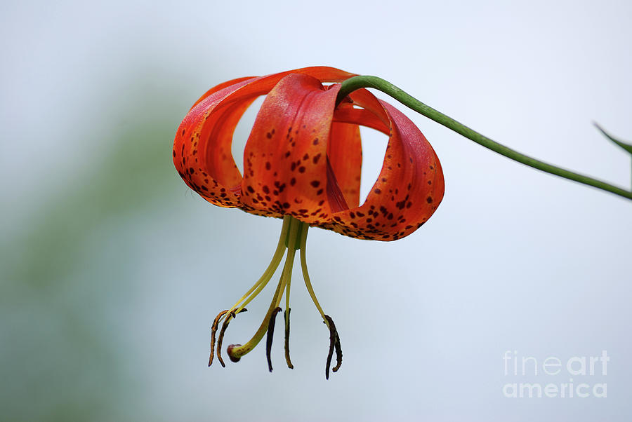 Turks Cap Lily Photograph by Randy Bodkins
