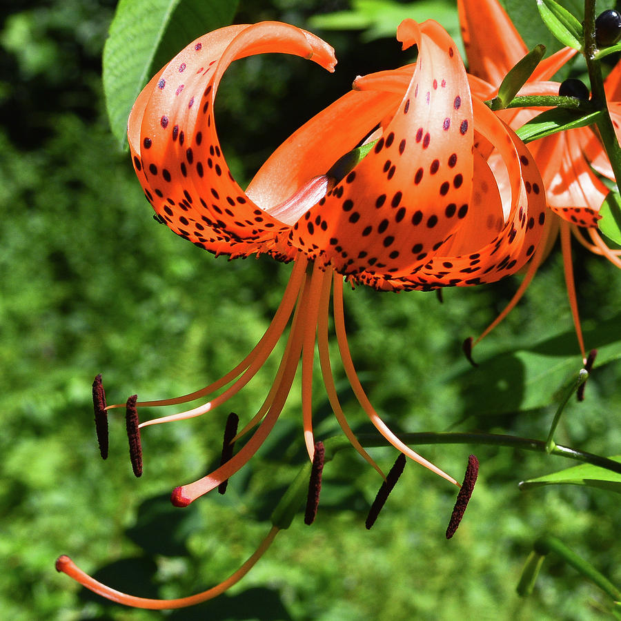 Turks Cap Lily Photograph by Tana Reiff