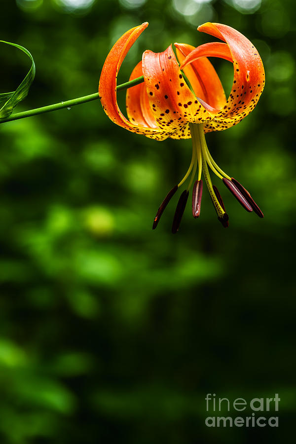 Flowers Still Life Photograph - Turks Cap Lily by Thomas R Fletcher