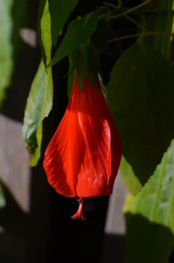 Turk's Cap Photograph by Warren Thompson - Fine Art America