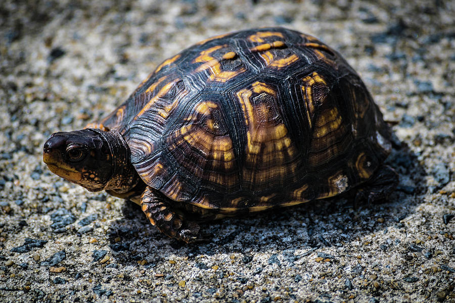 Turle Bud Photograph By Benjamin Dunlap