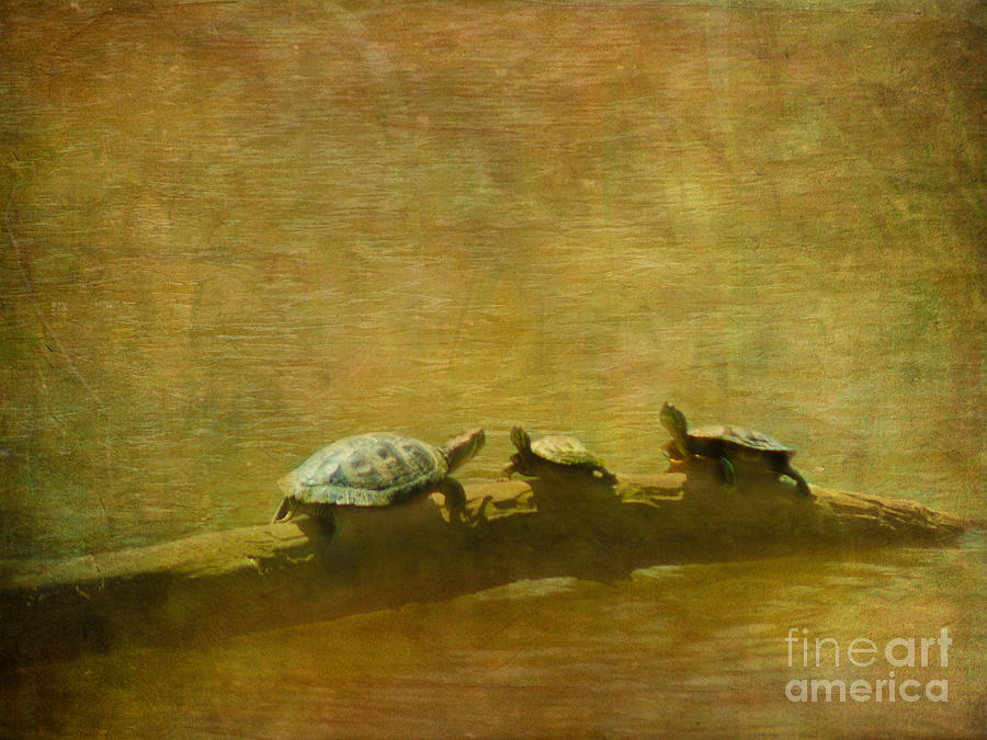 Turtles on a Log Photograph by Judi Bagwell
