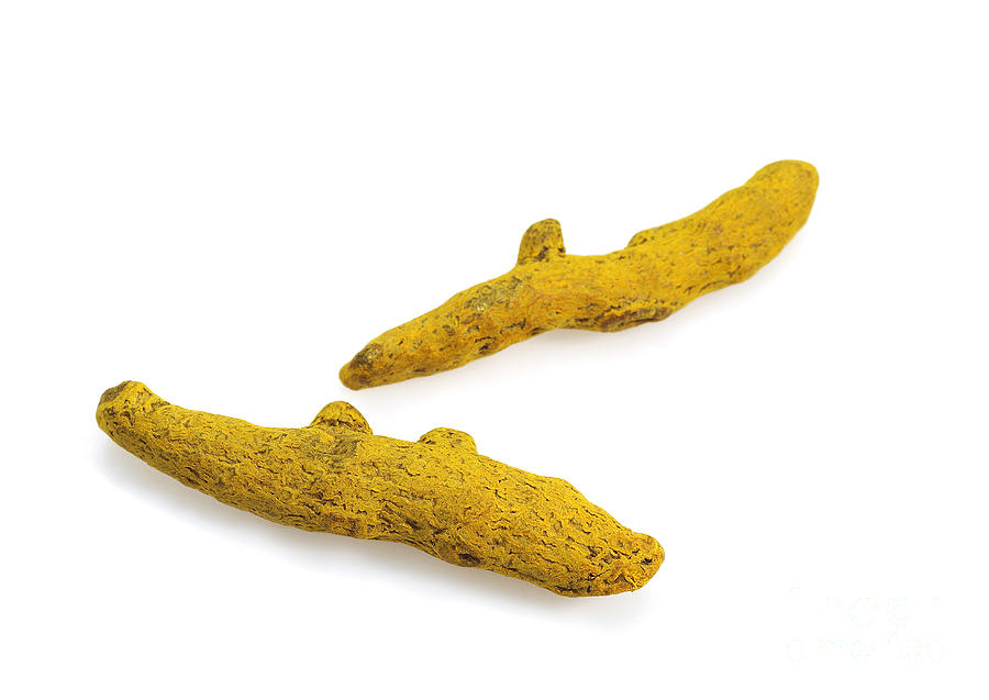 Turmeric Root Photograph by Gerard Lacz