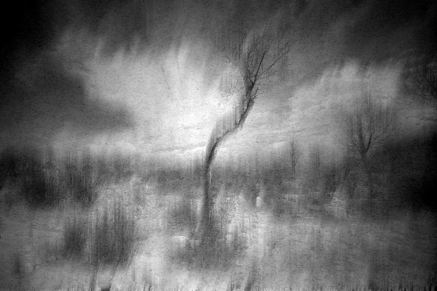 Tree Photograph - Turn Around  by Mark Ross