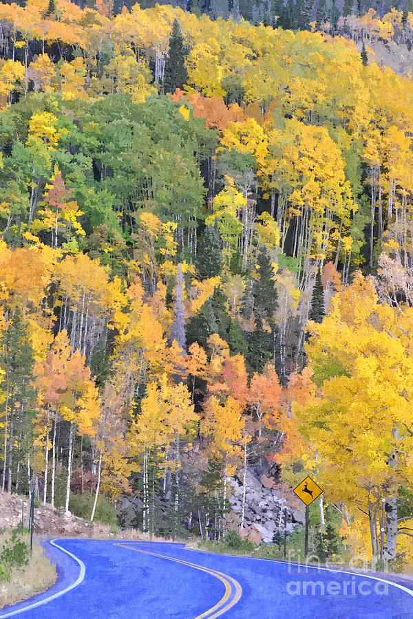 Fall Photograph - Turning Aspens on the Way to Bear Lake - Rocky Mountain National Park EstesPark Colorado by Silvio Ligutti