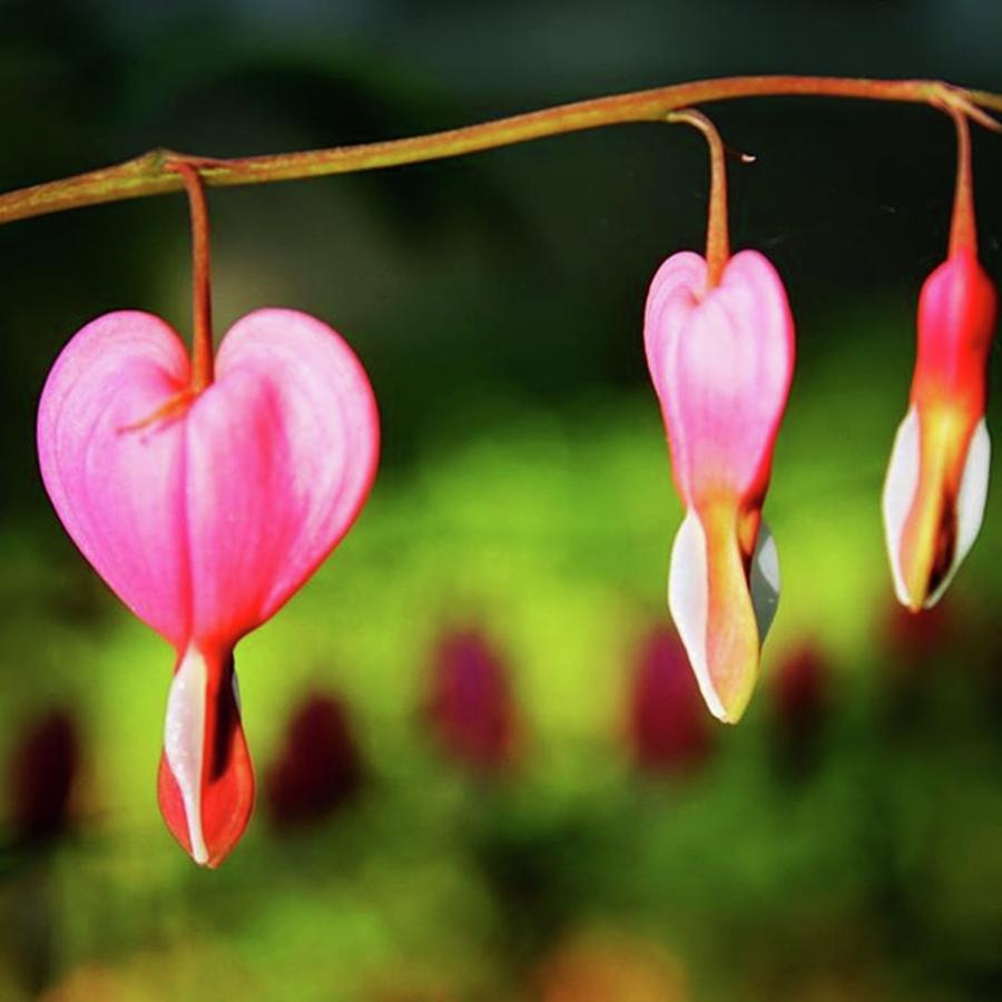 Nature Photograph - Turning Hearts by Justin Connor