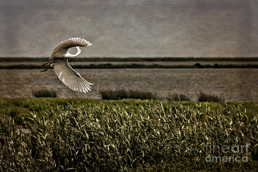 Egret Photograph - Turning in Flight by Tom Gari Gallery-Three-Photography