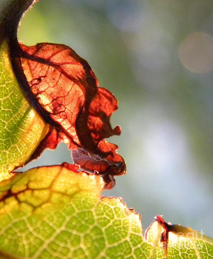 Turning Leaf Edge Photograph by Sheri Lauren