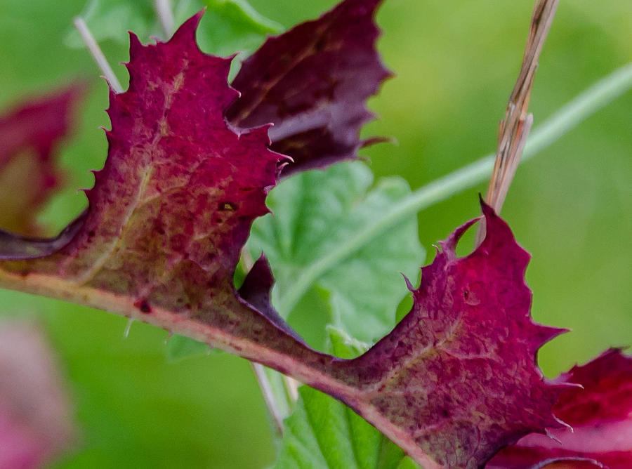 Turning Leaves by Don L Williams Turning Leaves by Don L Williams