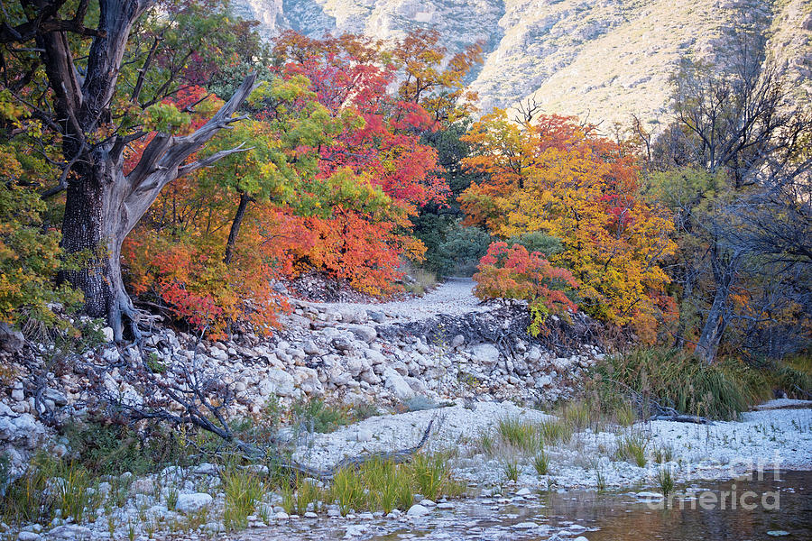 Turning Maples Along McKittrick Canyon Trail - Guadalupe Mountains National Park - West Texas Photograph by Silvio Ligutti