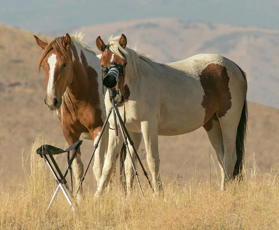 Horse Photograph - Turning The Tables by Kent Keller