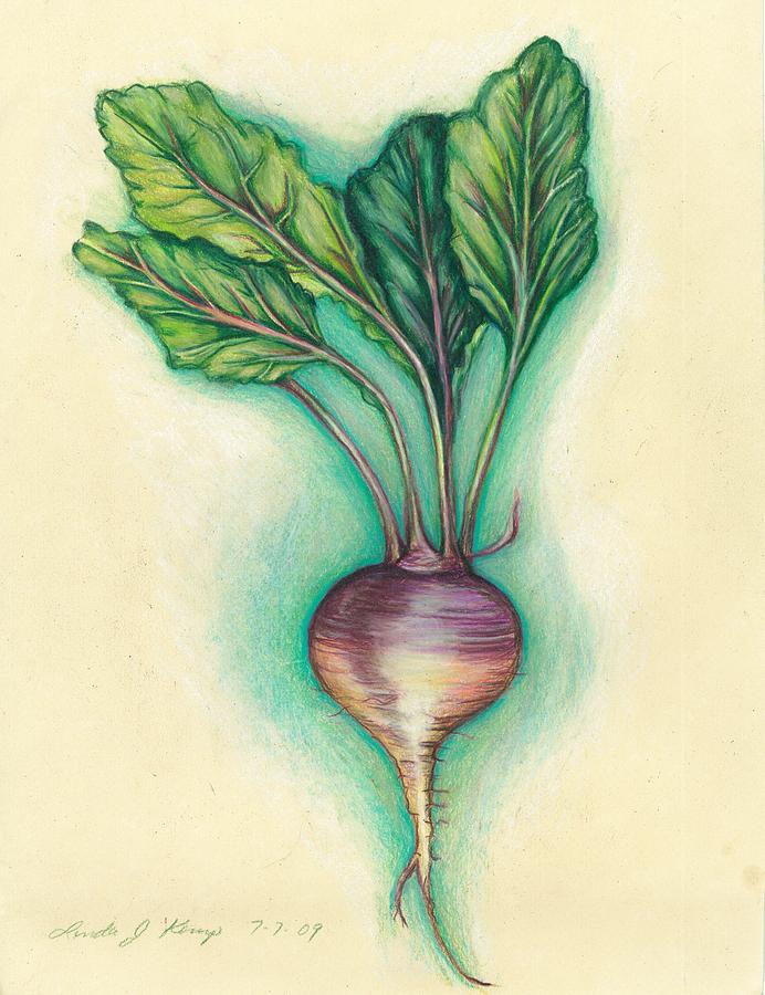 Turnip Drawing by Linda Nielsen