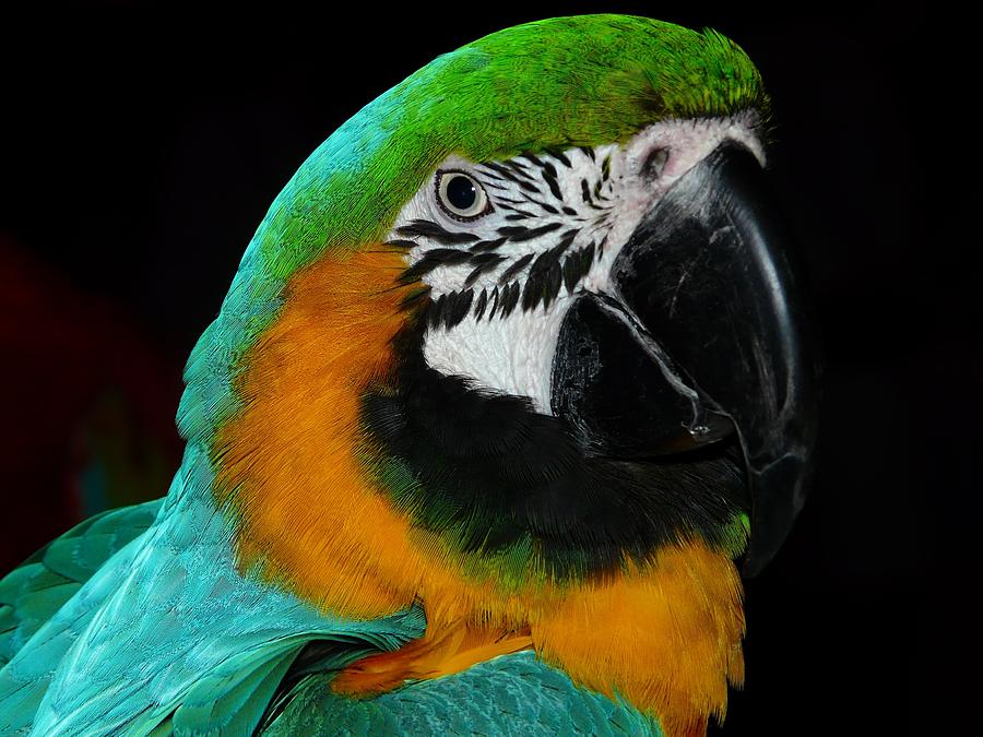 Turqouise Parrot Photograph by Robert Edmanson-Harrison