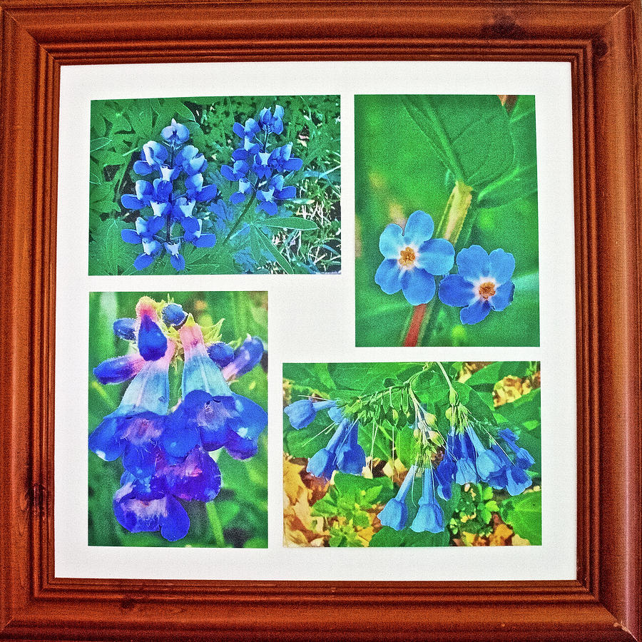 Turquoise Blue Wildflower Photo Assemblage  Photograph by Ruth Hager