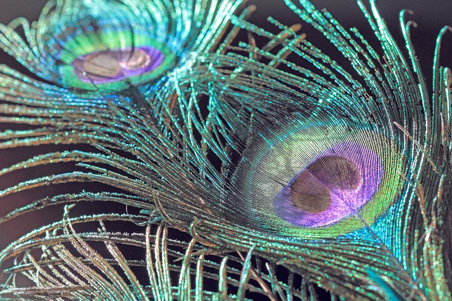 Turquoise Feather Photograph by Angela Murdock